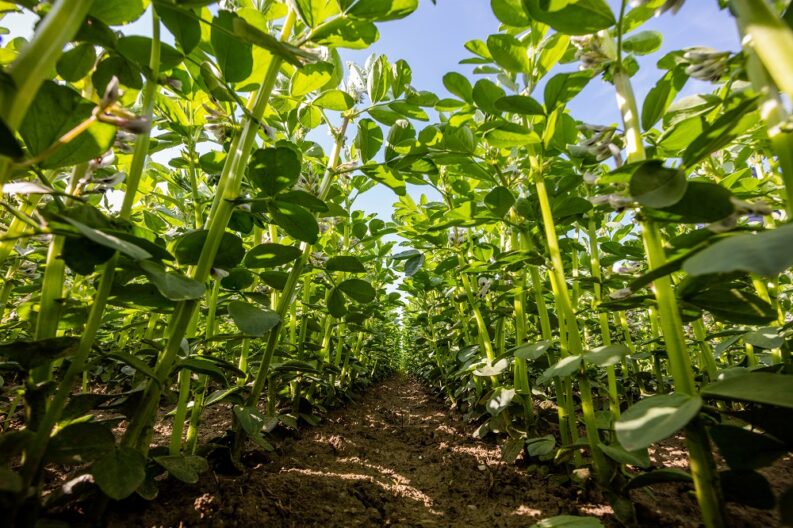 Südzucker Aktie: Erneute Anhebung der Prognosen